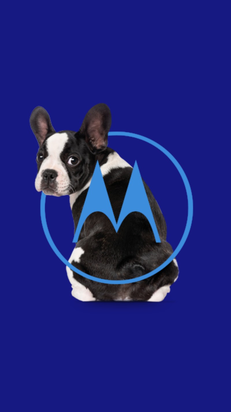 Собака сидит перед логотипом motorola (бульдог, bulldog, собака, собаки, мото c)