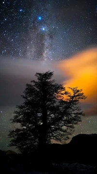 seul, ciel, étoiles, arbre