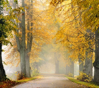 Golden Autumn Pathway Through Foggy Trees