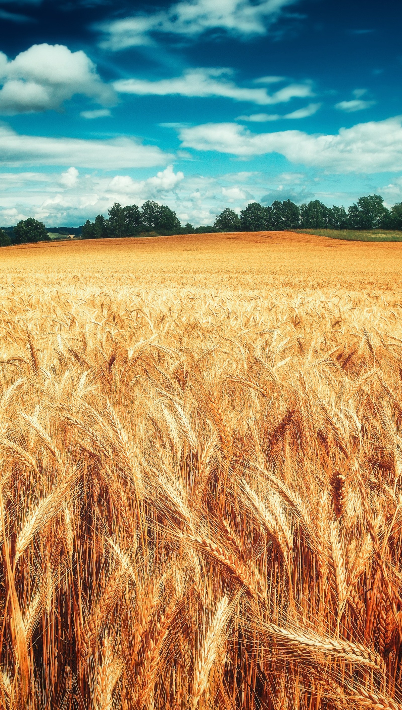 Ein feld mit weizen, das bereit zur ernte ist (feld, landschaft, natur, weizen)