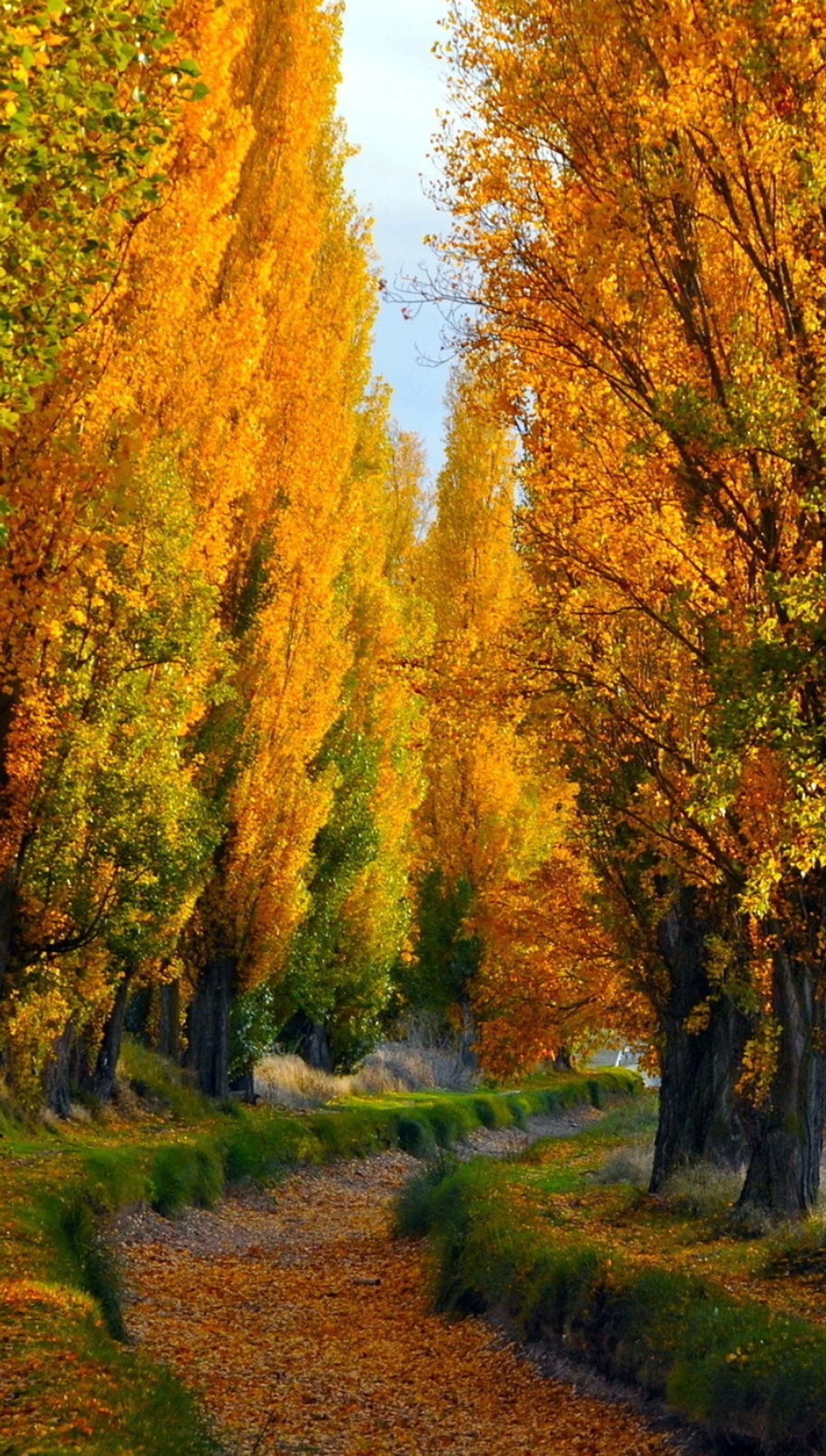 Téléchargez le fond d'écran automne, nature, arbres