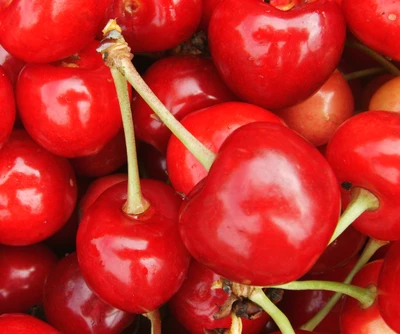 Cerezas rojas vibrantes abundancia