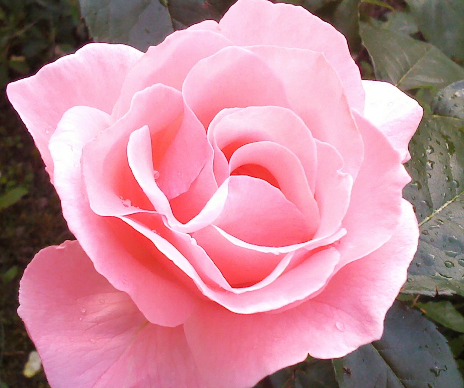 Hay una rosa rosa que está floreciendo en el jardín (flores, rosa)