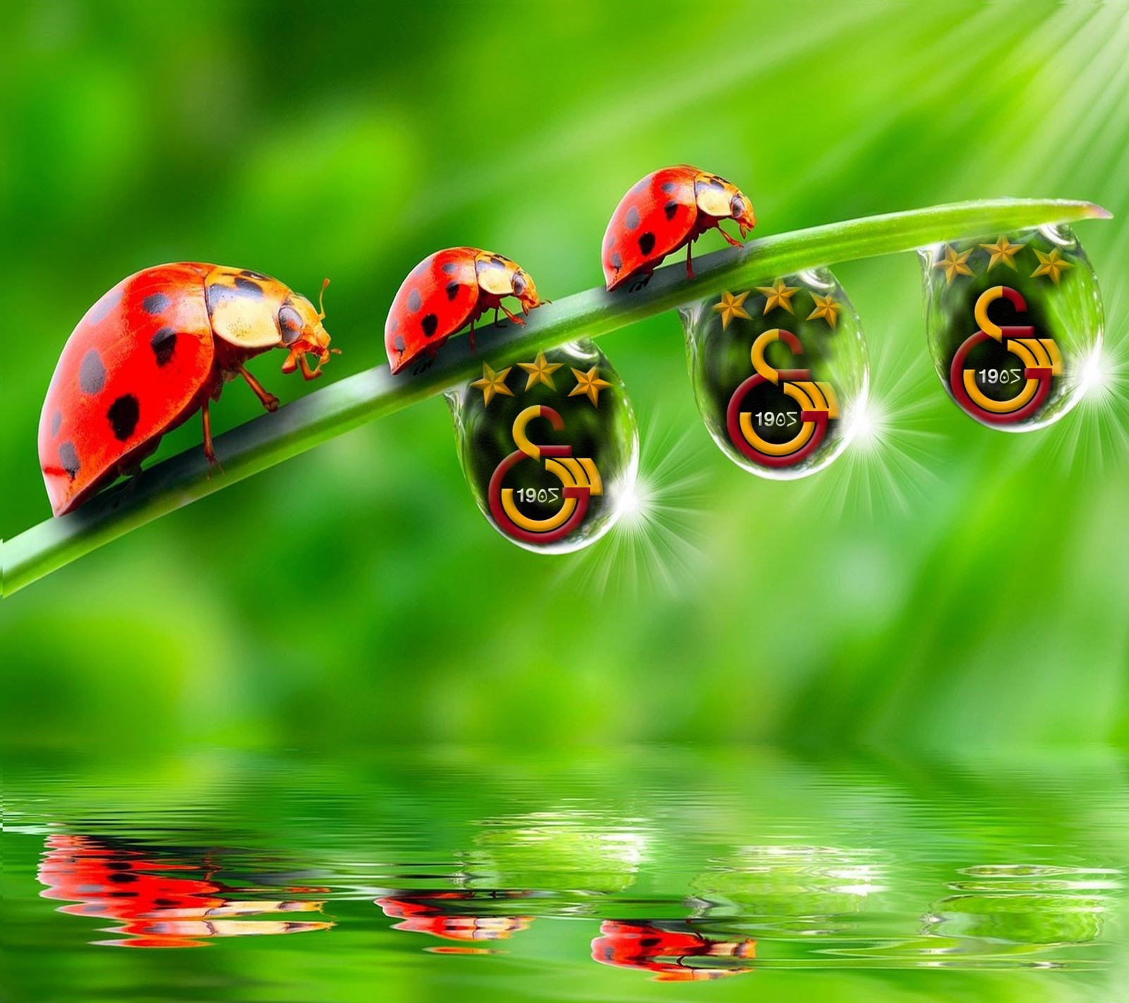 Ladybugs on a green leaf with water drops (1905, aslan, cimbom, galatasaray, gs)