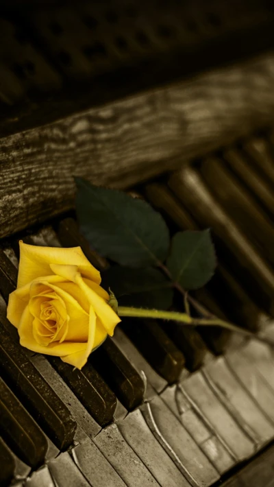 Yellow Rose on a Piano: A Harmony of Love and Music