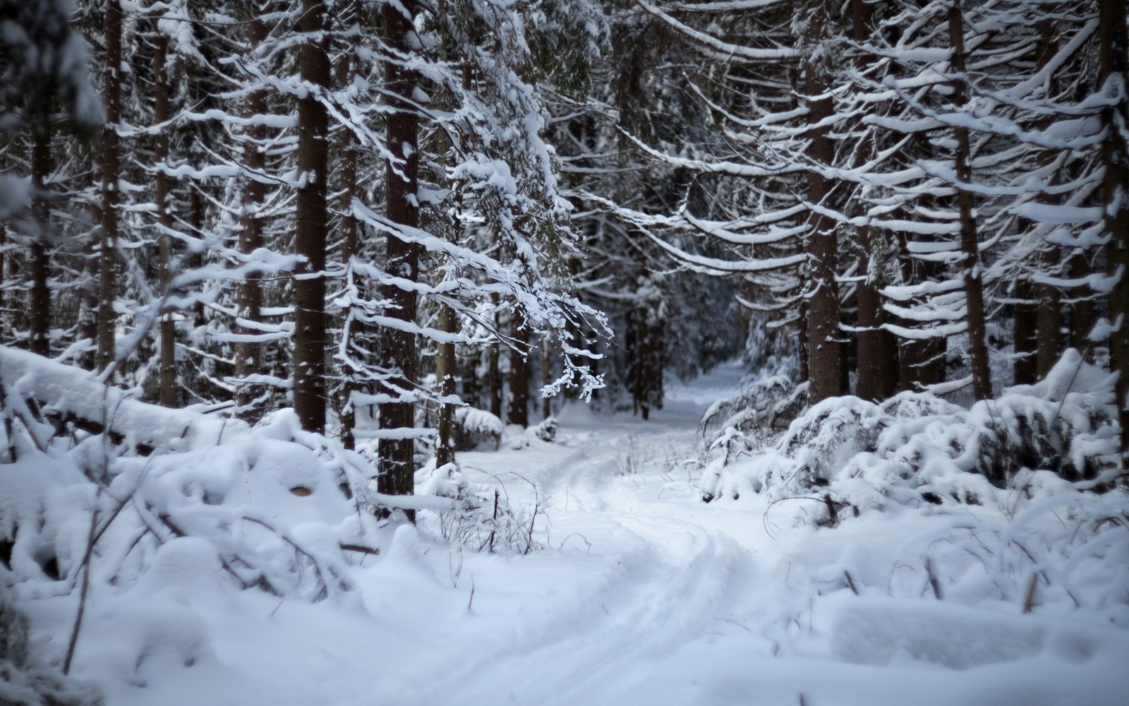 Snowy path through a forest with trees and snow on the ground (snow, winter, tree, freezing, forest)