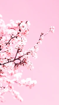 Delicate Cherry Blossom Branch Against a Soft Pink Background