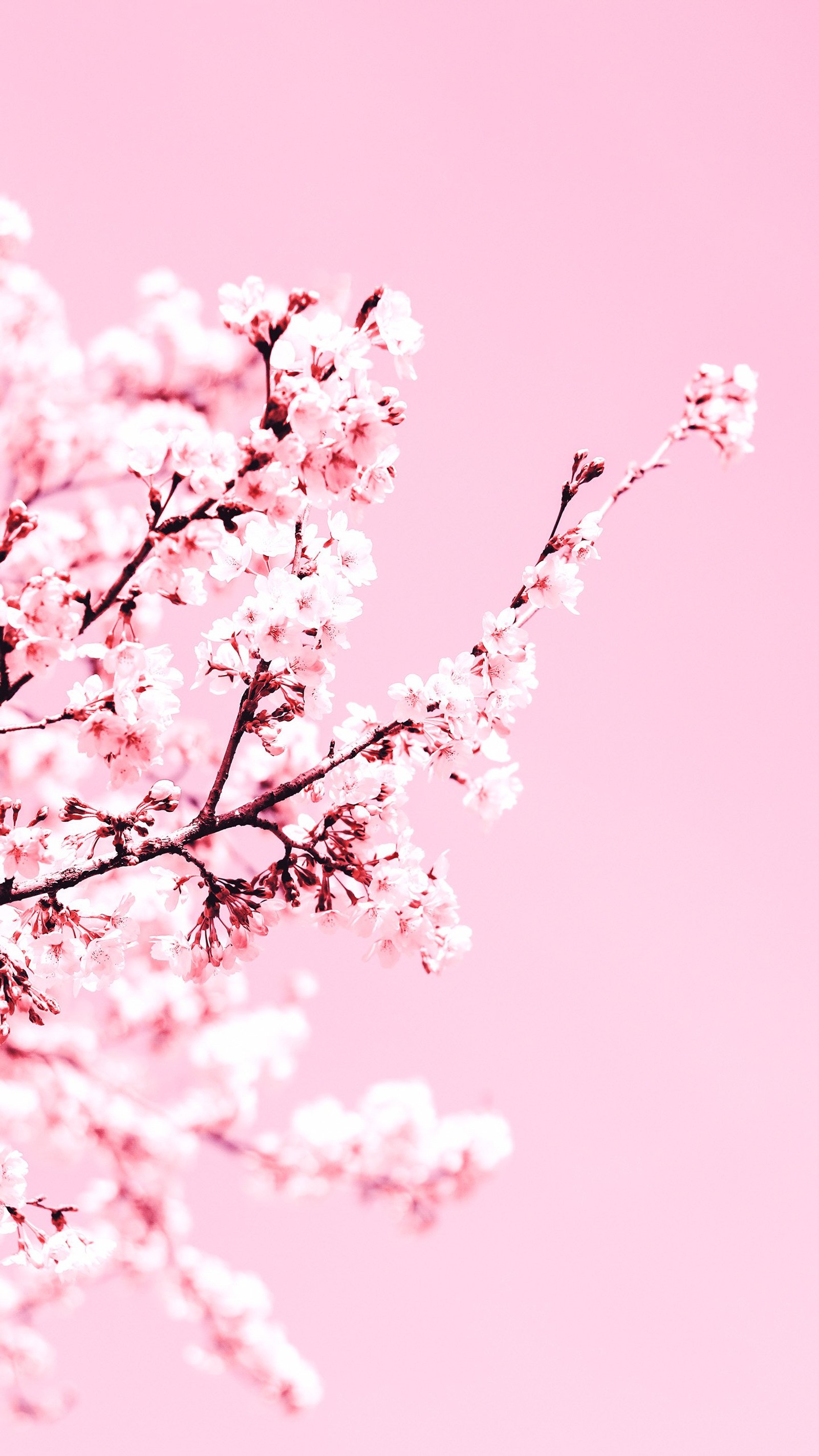 Il y a un arbre fleuri avec un ciel rose en arrière-plan (fleur de cerisier, floraison, fleur, pétale, arbre)