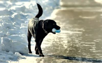 Un chiot labrador noir joue dans la neige avec un jouet