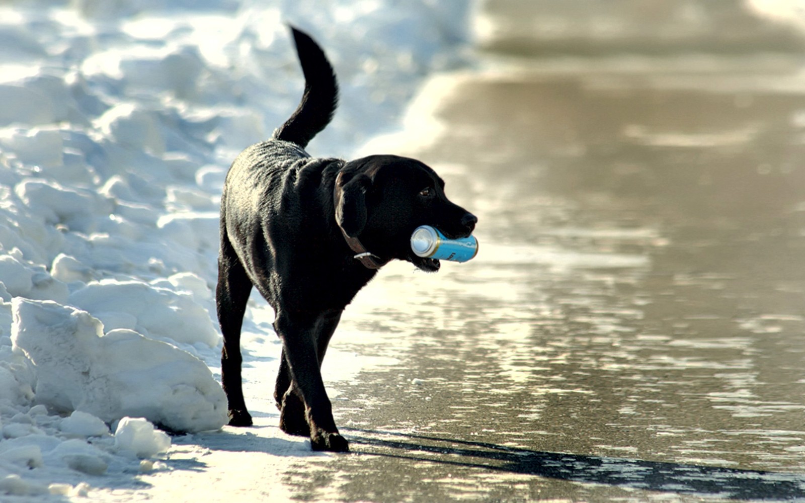 Un chien noir qui marche dans la neige (labrador retriever, golden retriever, chiot, race de chien, groupe sportif)