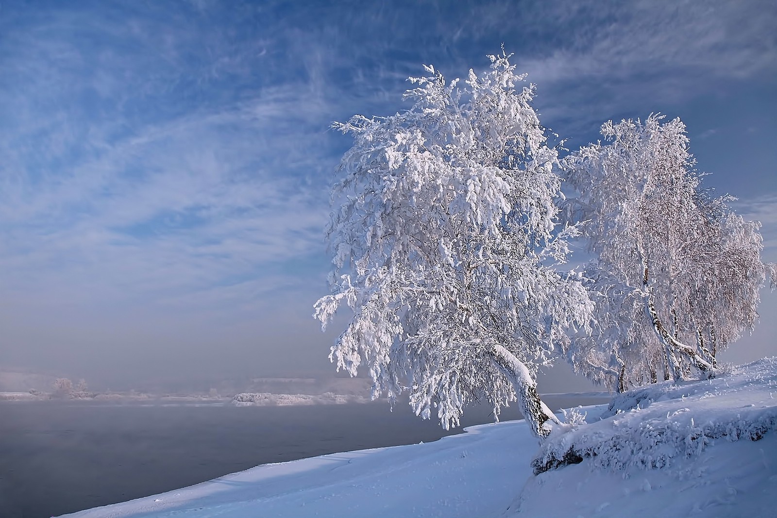 winter, snow, frost, tree, freezing wallpaper