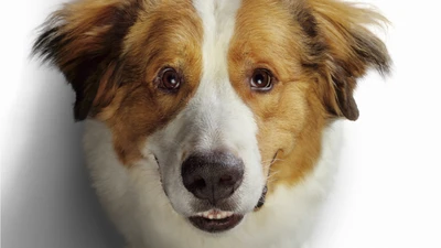 Chiot Beagle amical avec des yeux expressifs et des moustaches