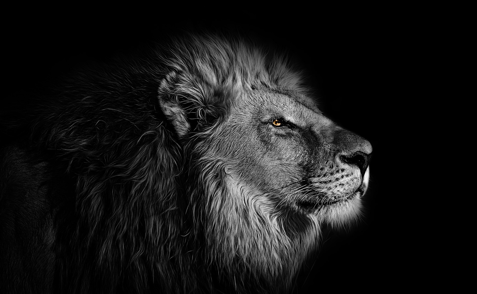 Descargar fondo de pantalla león, africano, fondo negro, 5k, animales