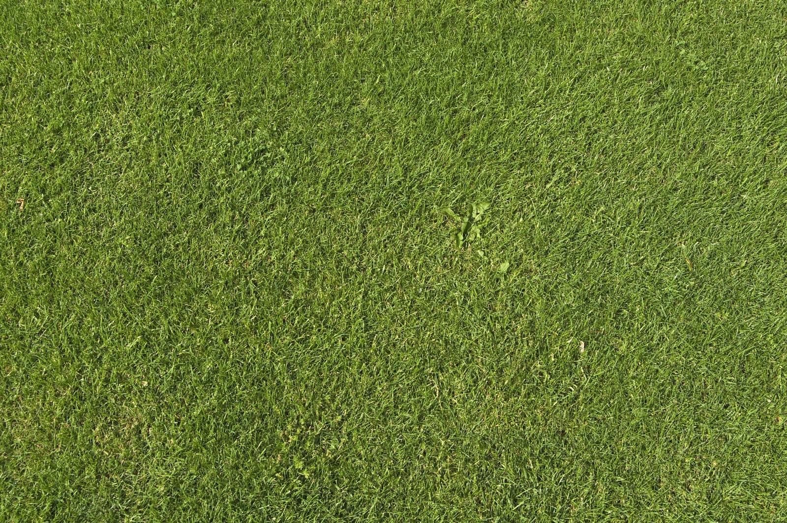 Un primer plano de un campo de hierba verde con un frisbee en el medio (cesped, textura, verde, pasto, césped artificial)