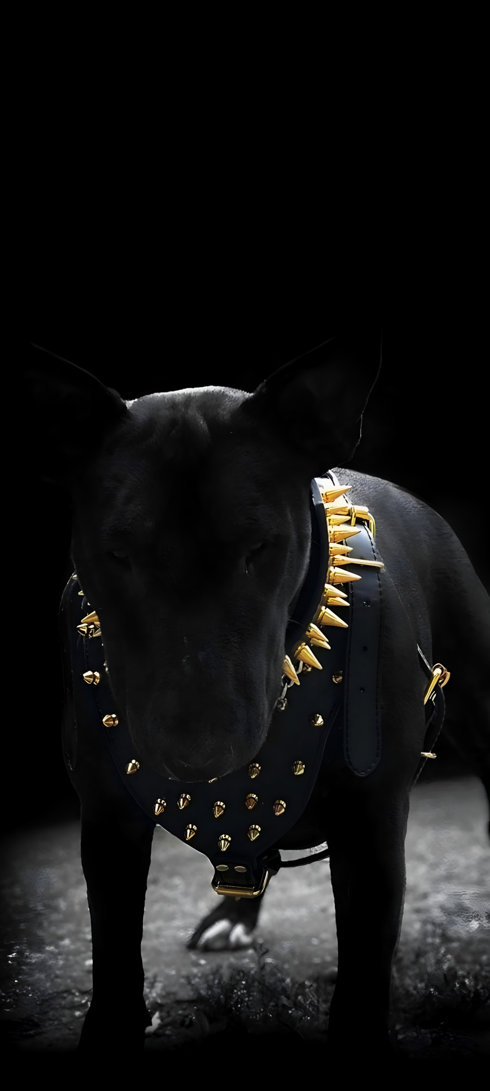 Há um cachorro preto com espinhos dourados em sua coleira (preto, mamífero semelhante a cão, cachorro, bull terrier, escuridão)