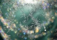 Close-Up of Dew Drops and Sunlight Reflections on a Spider Web