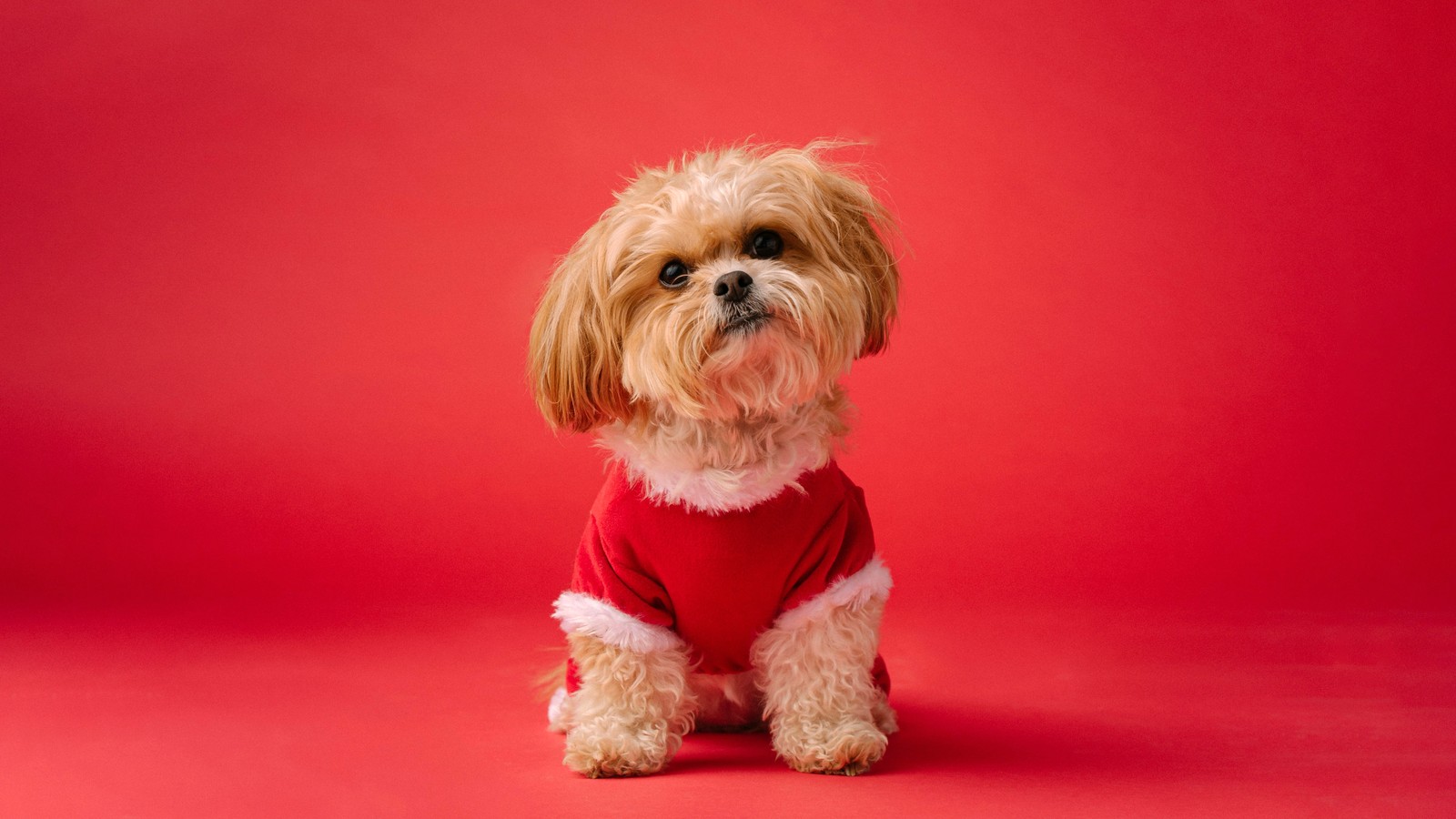 Ein graffitihund in einem roten shirt sitzt auf einer roten oberfläche (shih tzu, süßer hund, rote ästhetik, roter hintergrund, 5k)