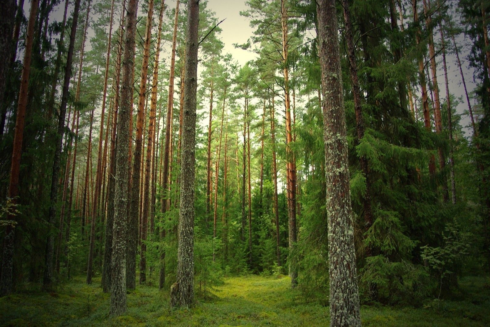 Une vue d'une forêt avec un chemin à travers (forêt, pinheiro, arbre, bosquet, forêt dépicéas et de sapins)