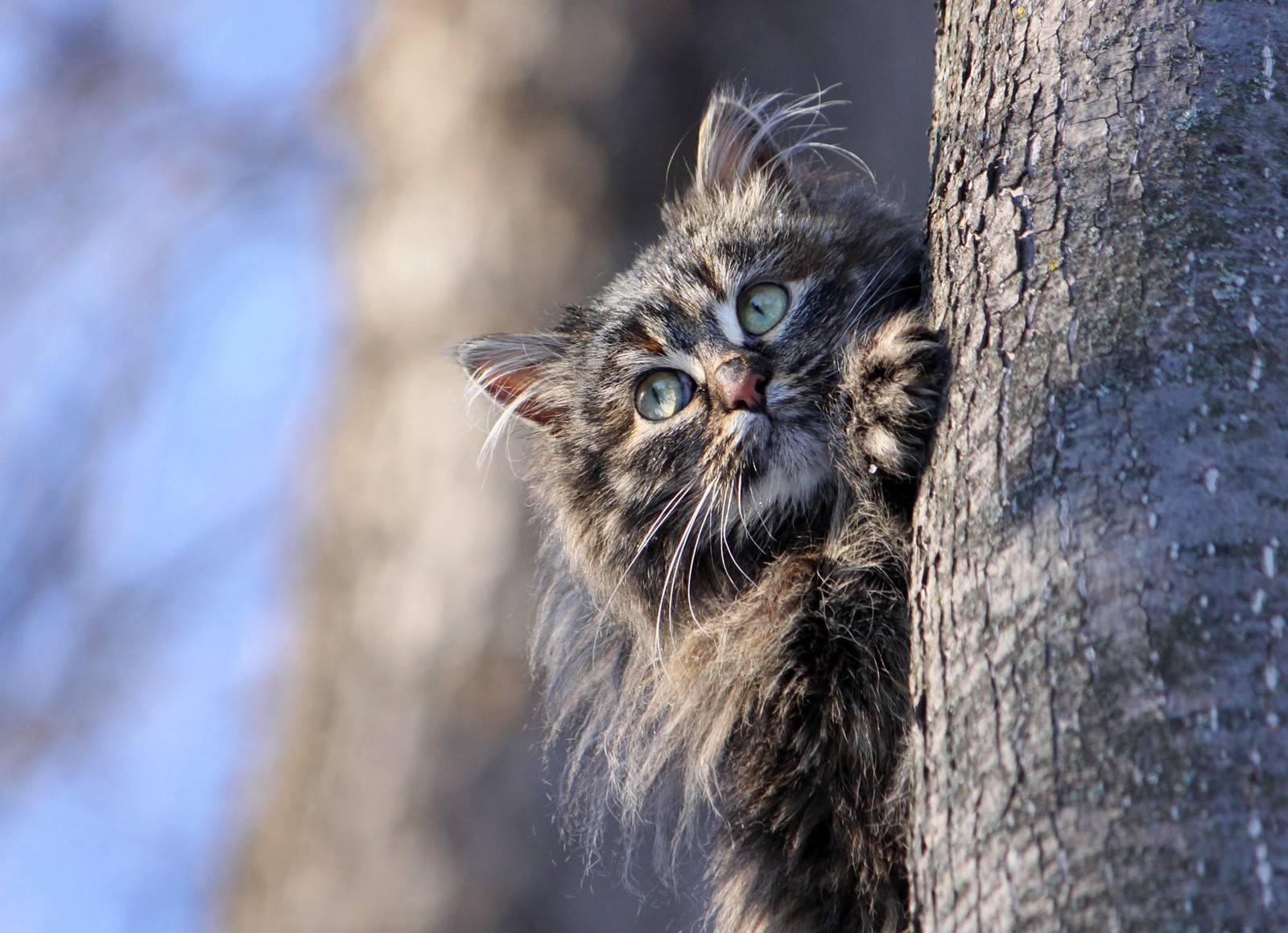 Un chat qui regarde vers le haut derrière un arbre (chat, chat sibérien, chat des forêts norvégiennes, chaton, moustaches)