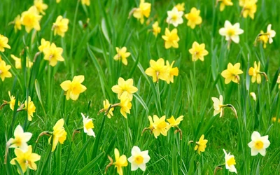 Vibrant Meadow of Yellow and White Daffodils in Bloom