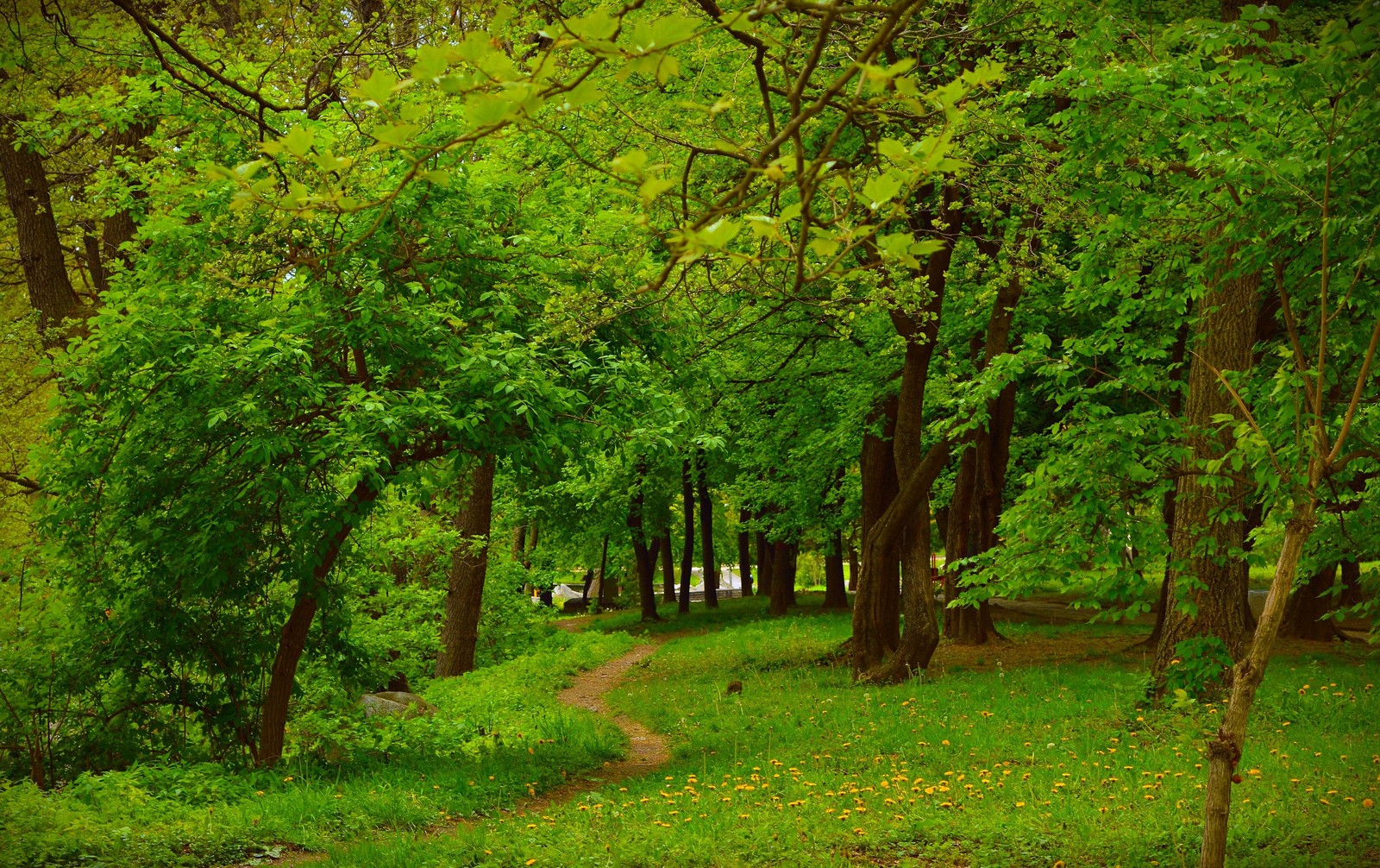 There is a path through a green forest with trees and flowers (vegetation, forest, tree, woodland, nature)