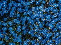 Jardin de fleurs bleues vibrantes en fleurs