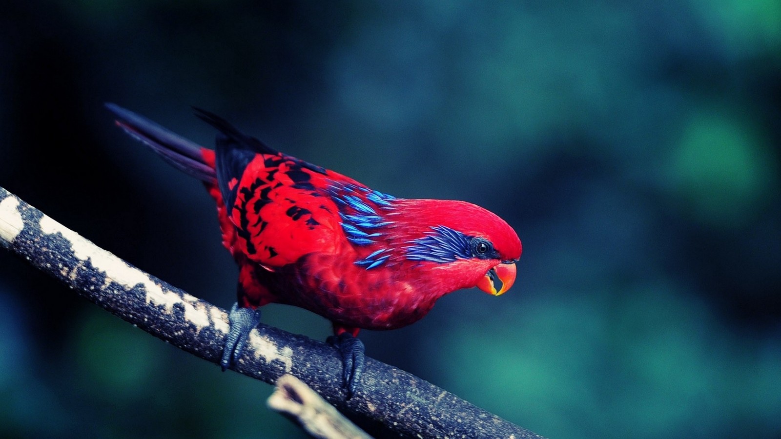 Bunt gefiederter vogel, der auf einem ast mit grünem hintergrund sitzt (vogel, schnabel, wildleben, feder, pierrot)