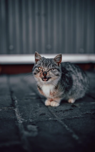 Lauter europäischer Kurzhaarkatze Tabby mit auffälligen Schnurrhaaren