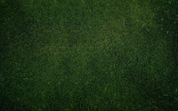 green, grass, plant, lawn, grass family wallpaper