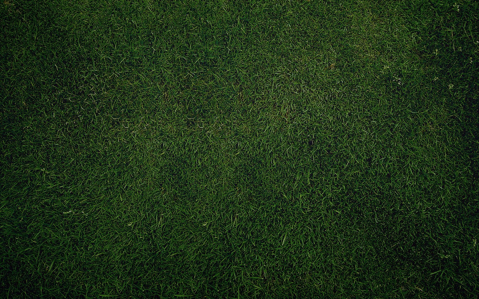 Un primer plano de un campo de hierba verde con un frisbee en el medio (verde, pasto, planta, cesped, familia de hierbas)