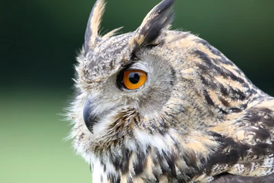 Gros plan d'un grand hibou à cornes mettant en valeur son œil orange frappant et ses motifs de plumes complexes.