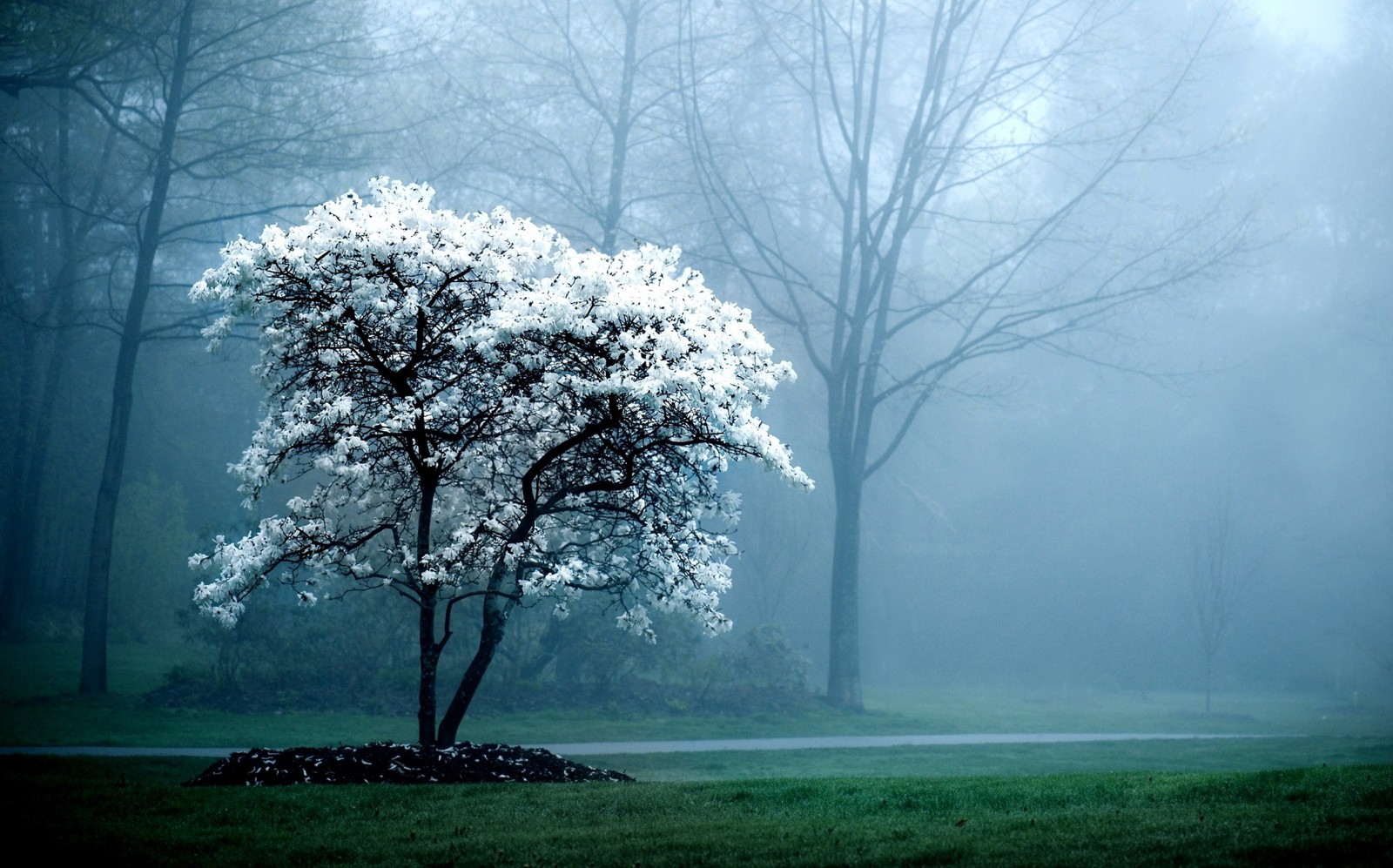 Arafed tree in a foggy park with a bench (tree, nature, atmosphere, fog, mist)