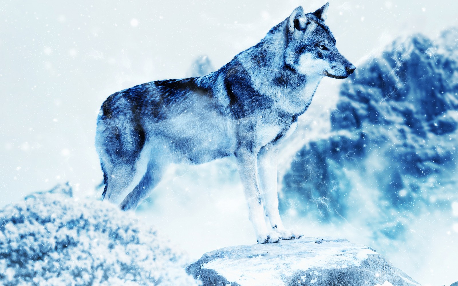 Nahaufnahme eines wolfes, der auf einem stein im schnee steht (schnee, photoshop, sakhalin husky, arktis, wildleben)