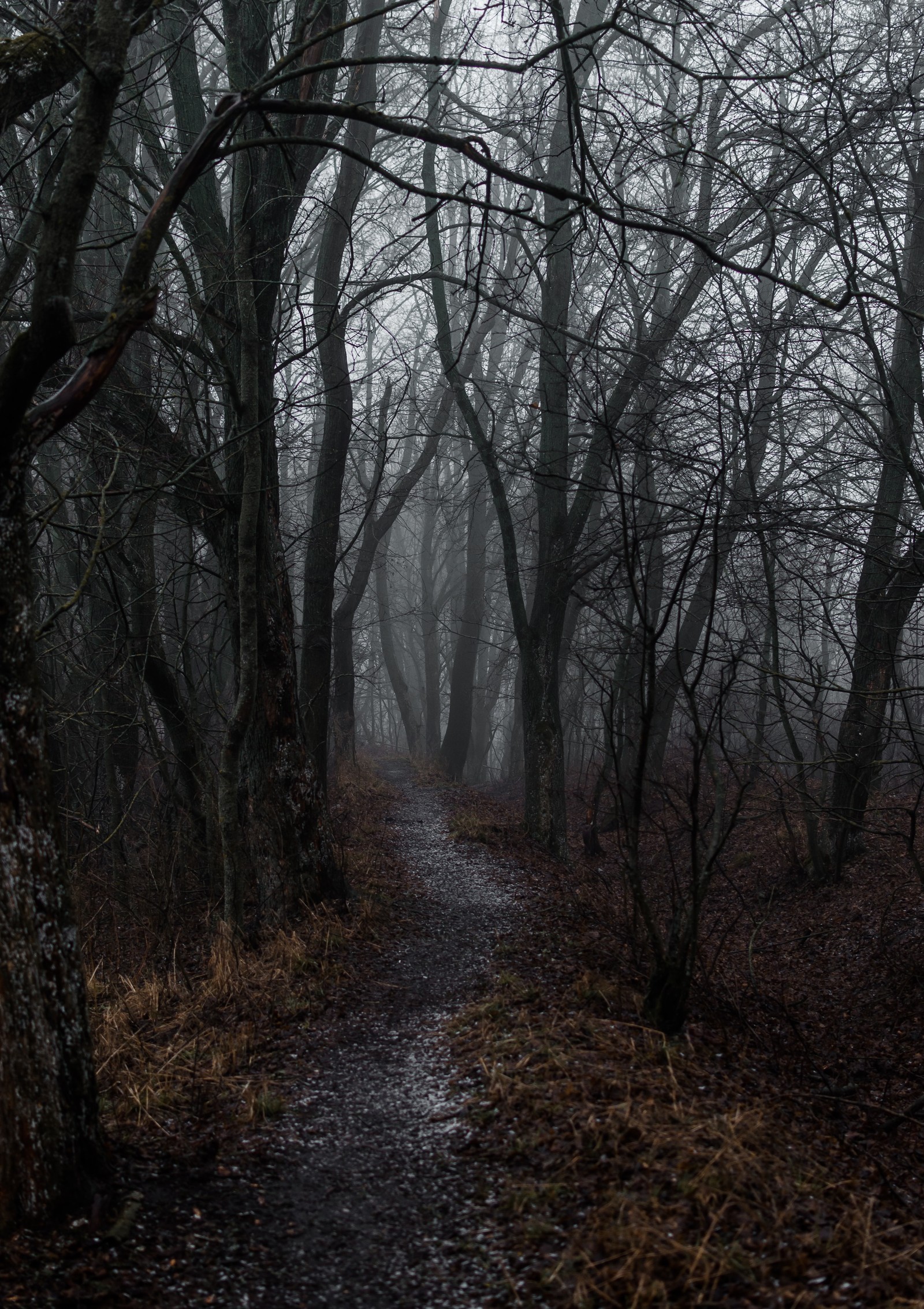 There is a path in the woods with a lot of trees (mist, tree, atmosphere, woodland, forest)