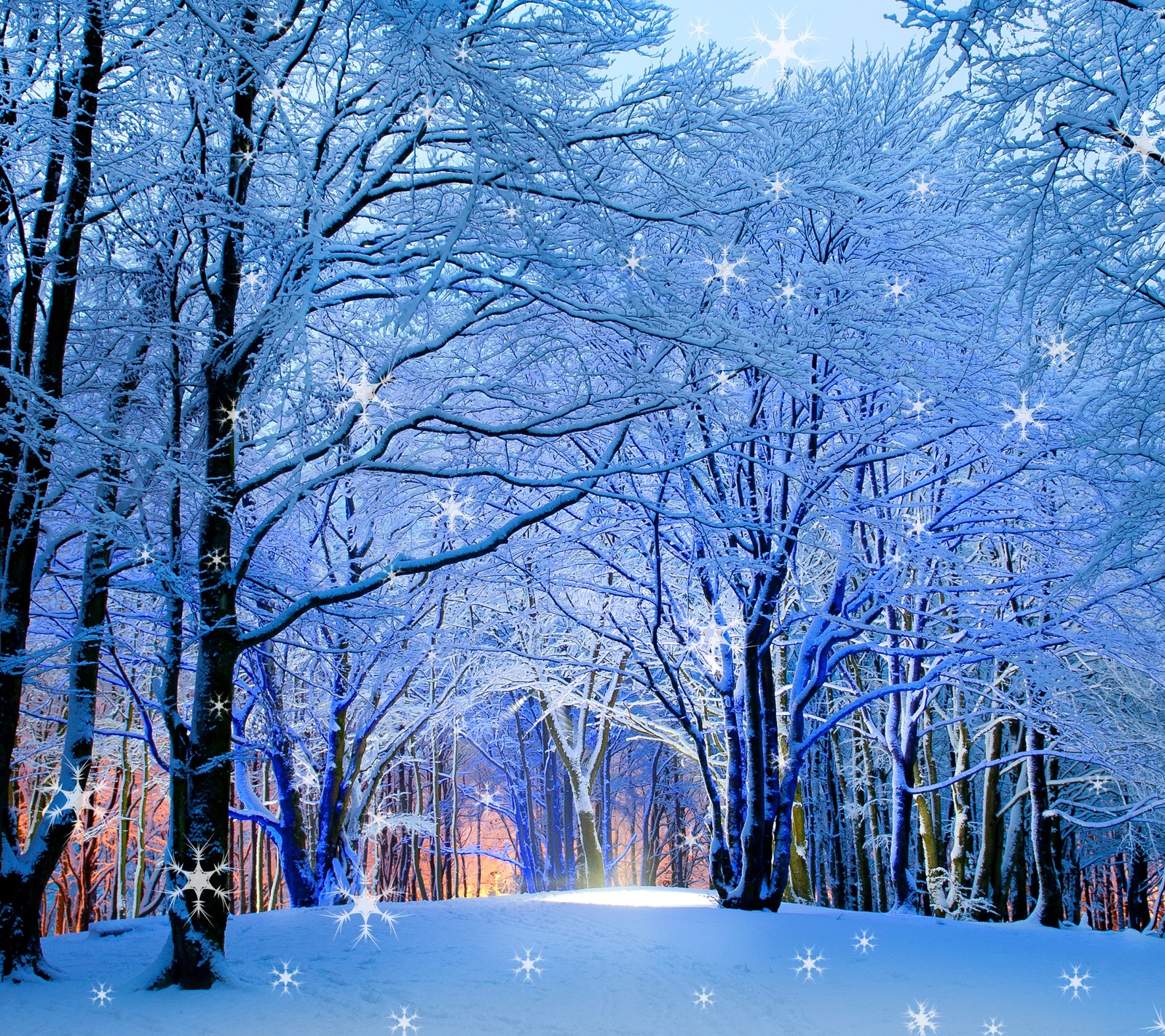 Snowy trees with snowflakes and stars in the middle of a forest (holiday, nature, snowy, winter)