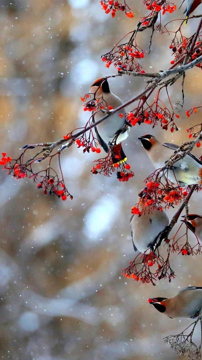 Pássaros empoleirados entre bagas vermelhas vibrantes em uma paisagem nevada