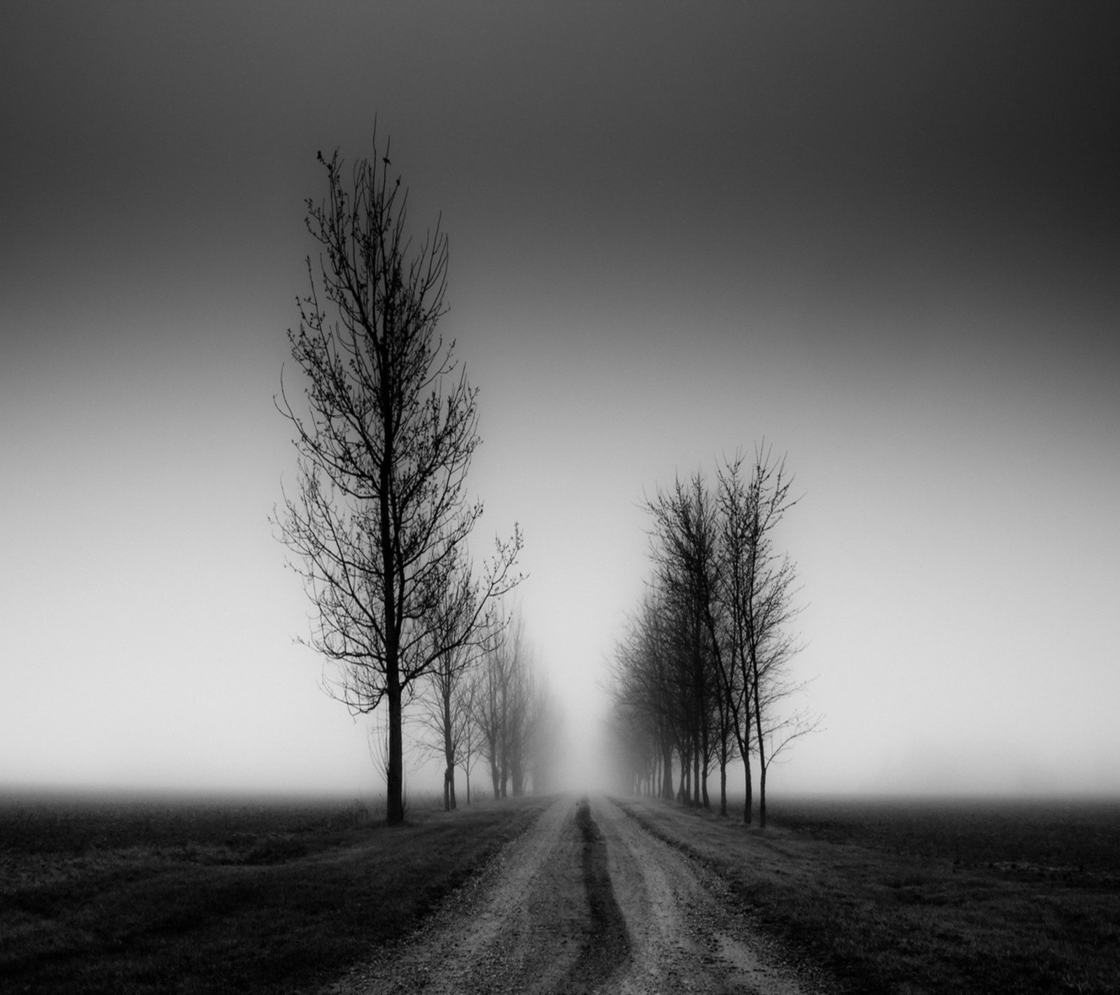 Une photo en noir et blanc d'un chemin de terre avec des arbres de chaque côté (paysage, nature)