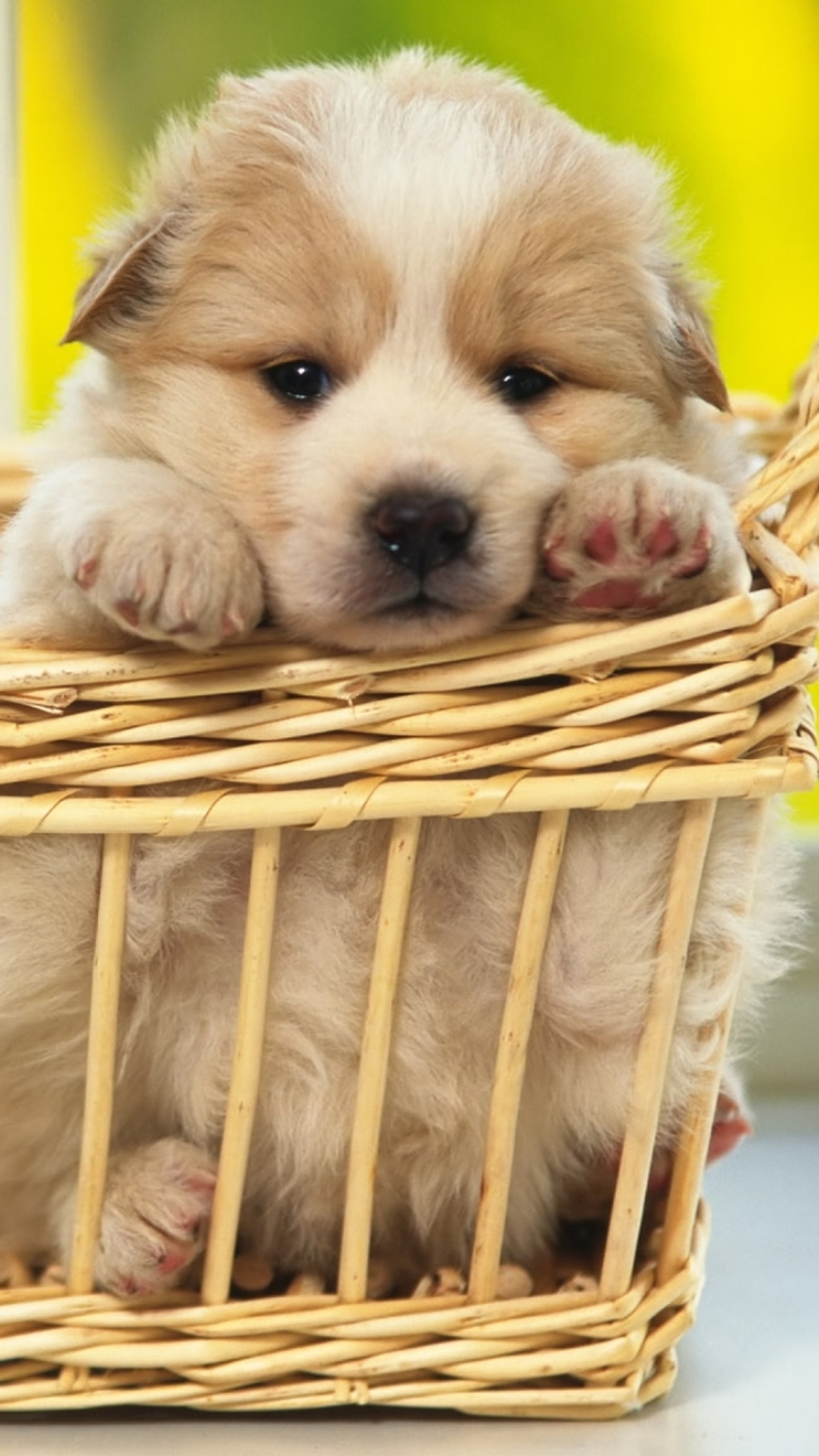 There is a small dog sitting in a basket on a table (cute, dog)