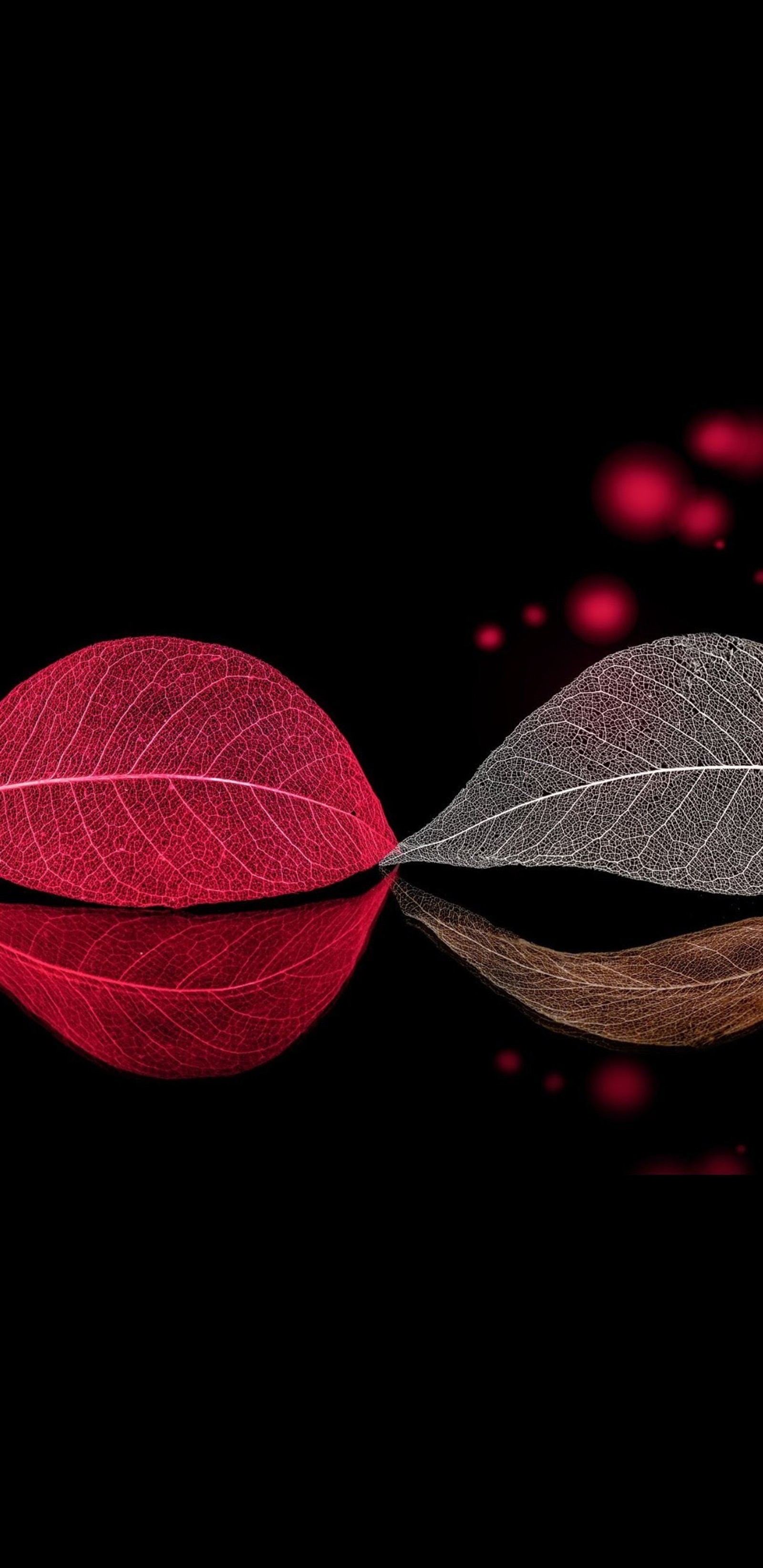 Two leaves are reflected in a still - life photograph of a red and black background (beauty, black, bokeh, leaf, leaves)