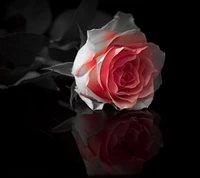 Elegant Rose Reflection