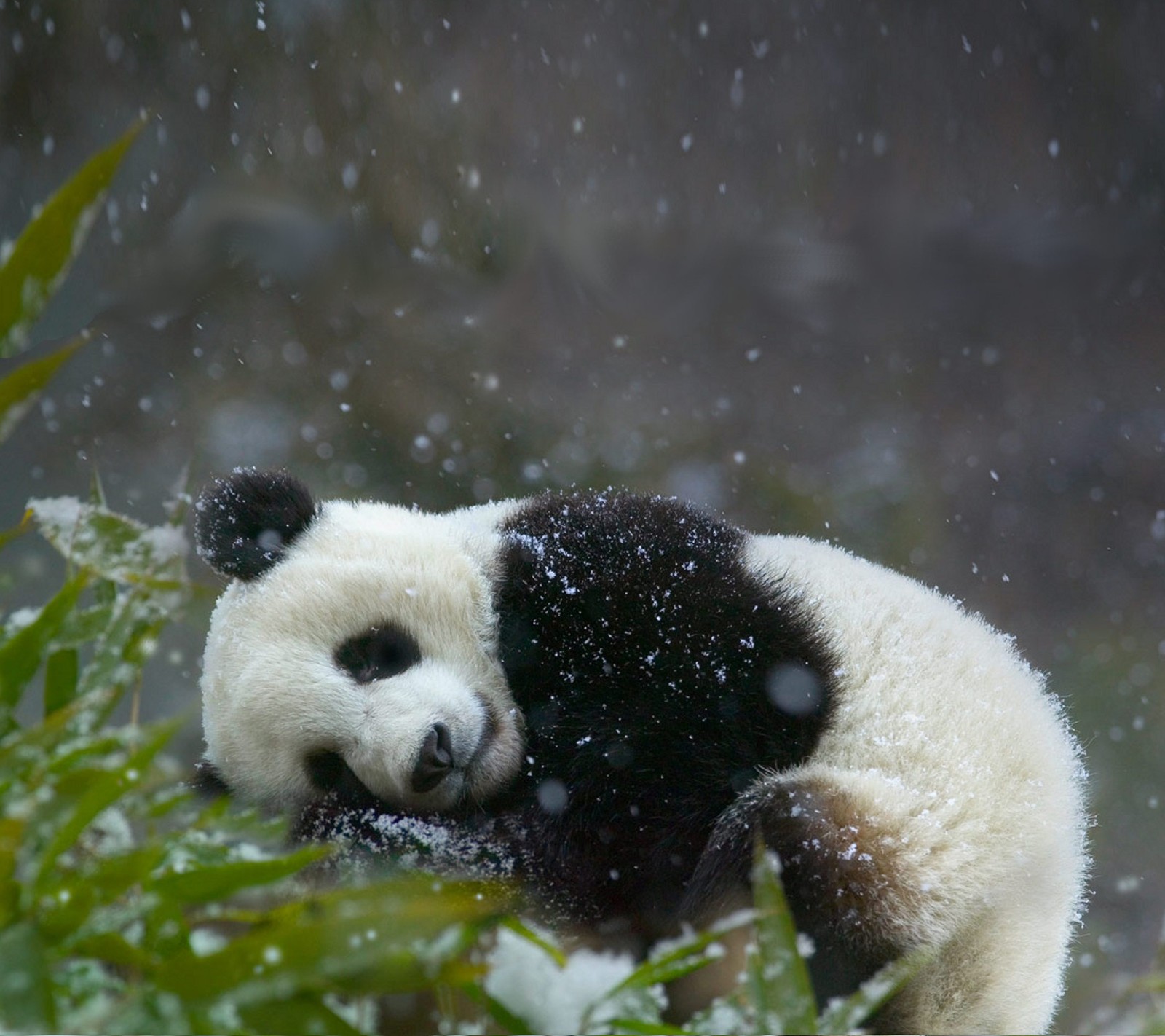 Una panda acostada en una rama de árbol en la nieve (oso, acurrucarse, lindo, panda, descansando)