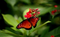 insect, monarch butterfly, butterfly, moths and butterflies, invertebrate wallpaper