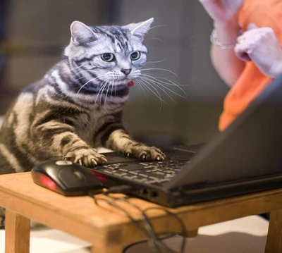 gato, laptop