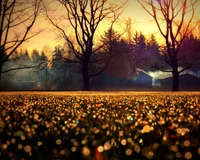 Glittering Autumn Sunset Over a Misty Field