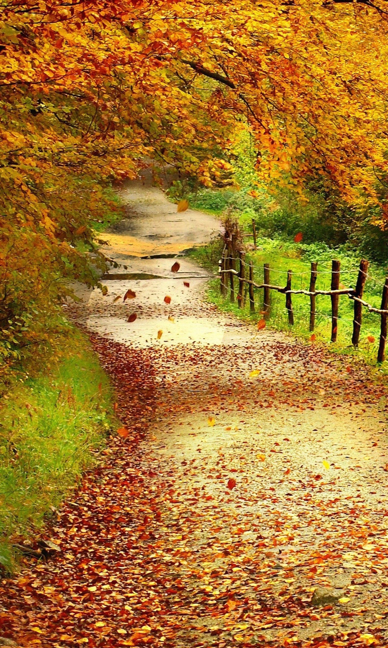 leaves, nature, scenery wallpaper