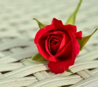 flower, red, rose wallpaper