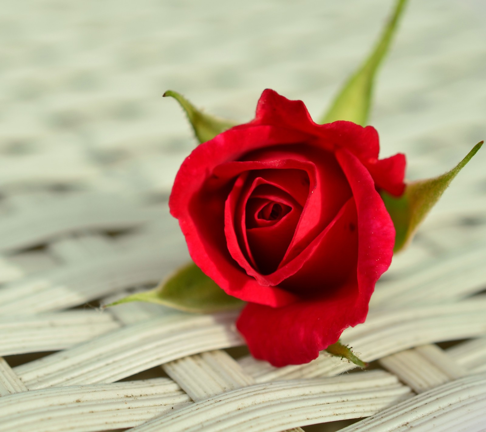 flower, red, rose Download Wallpaper