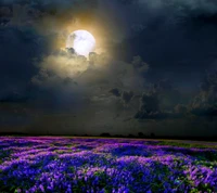 Campo iluminado por la luna de flores moradas bajo un cielo oscuro