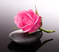 rosa, reflexión, spa, piedra