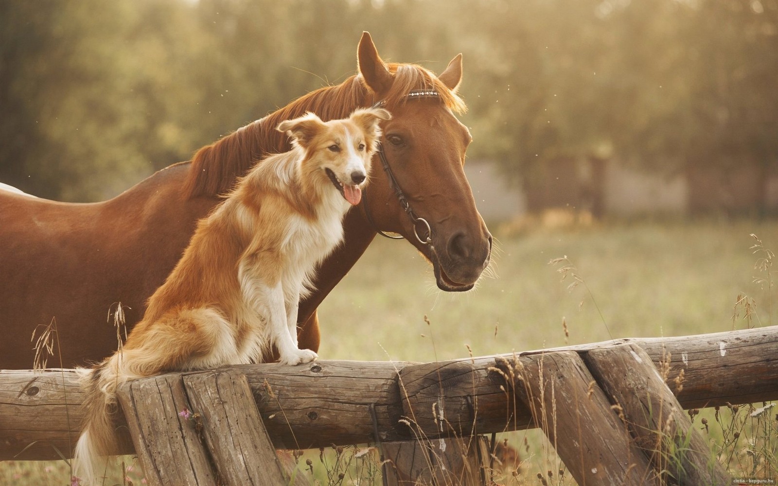 Ein hund und ein pferd stehen auf einem zaun (tiere, niedlich, hund, hunde, freunde)